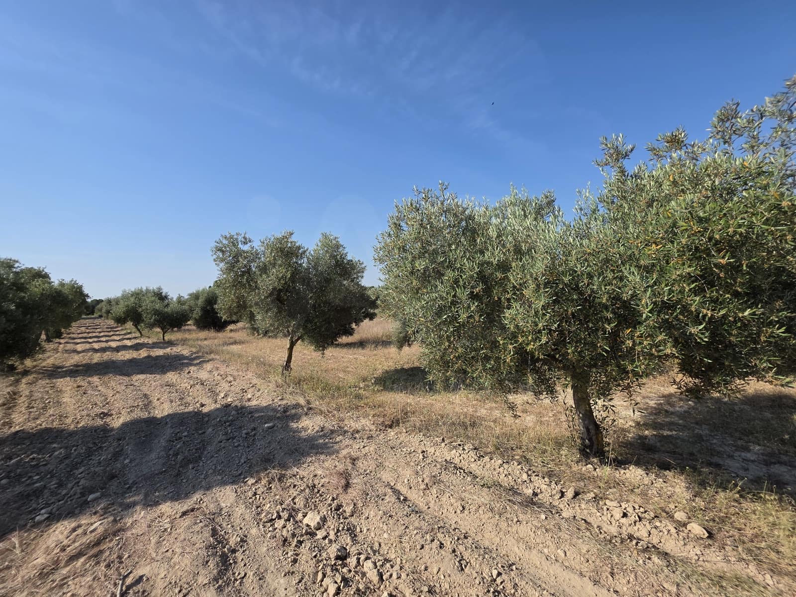 Finca/Landehus til salg i Moratalla - € 650.000 (Ref: 10165985)