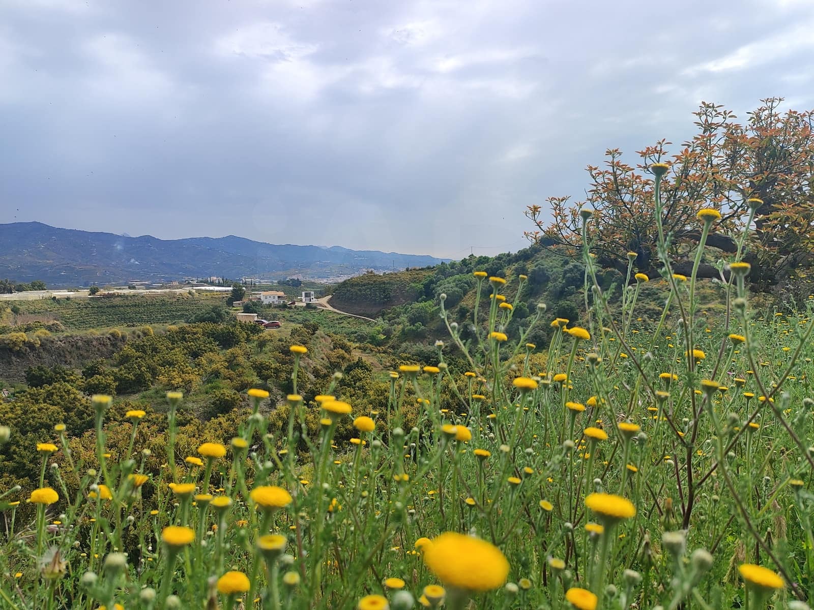 Undeveloped Land for sale in Velez-Malaga - € 550,000 (Ref: 10169363)