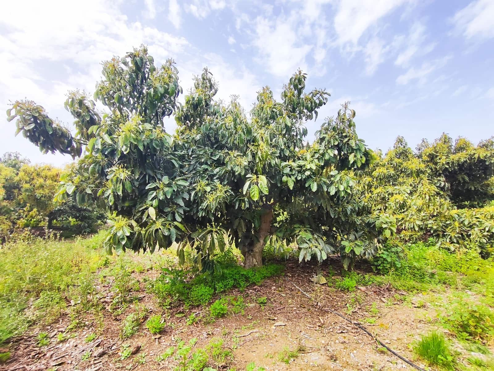 Undeveloped Land for sale in Velez-Malaga - € 550,000 (Ref: 10169363)