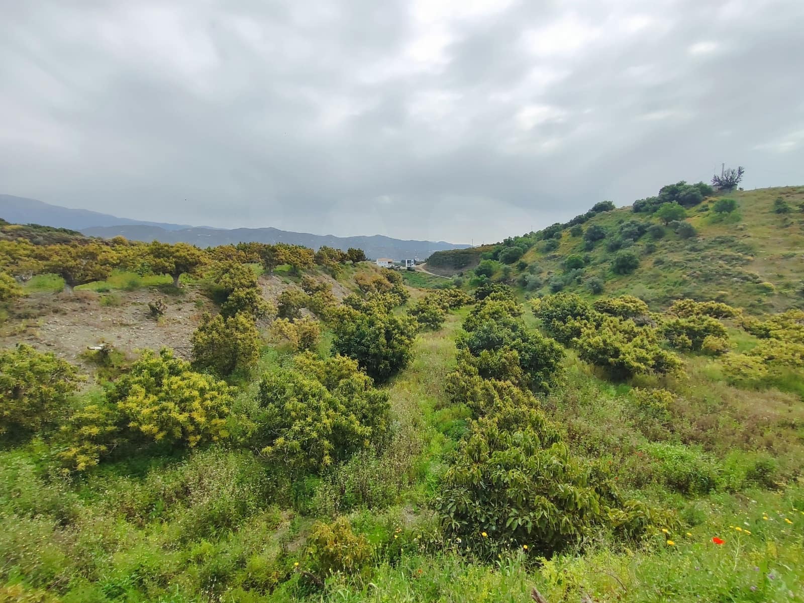 Undeveloped Land for sale in Velez-Malaga - € 550,000 (Ref: 10169363)