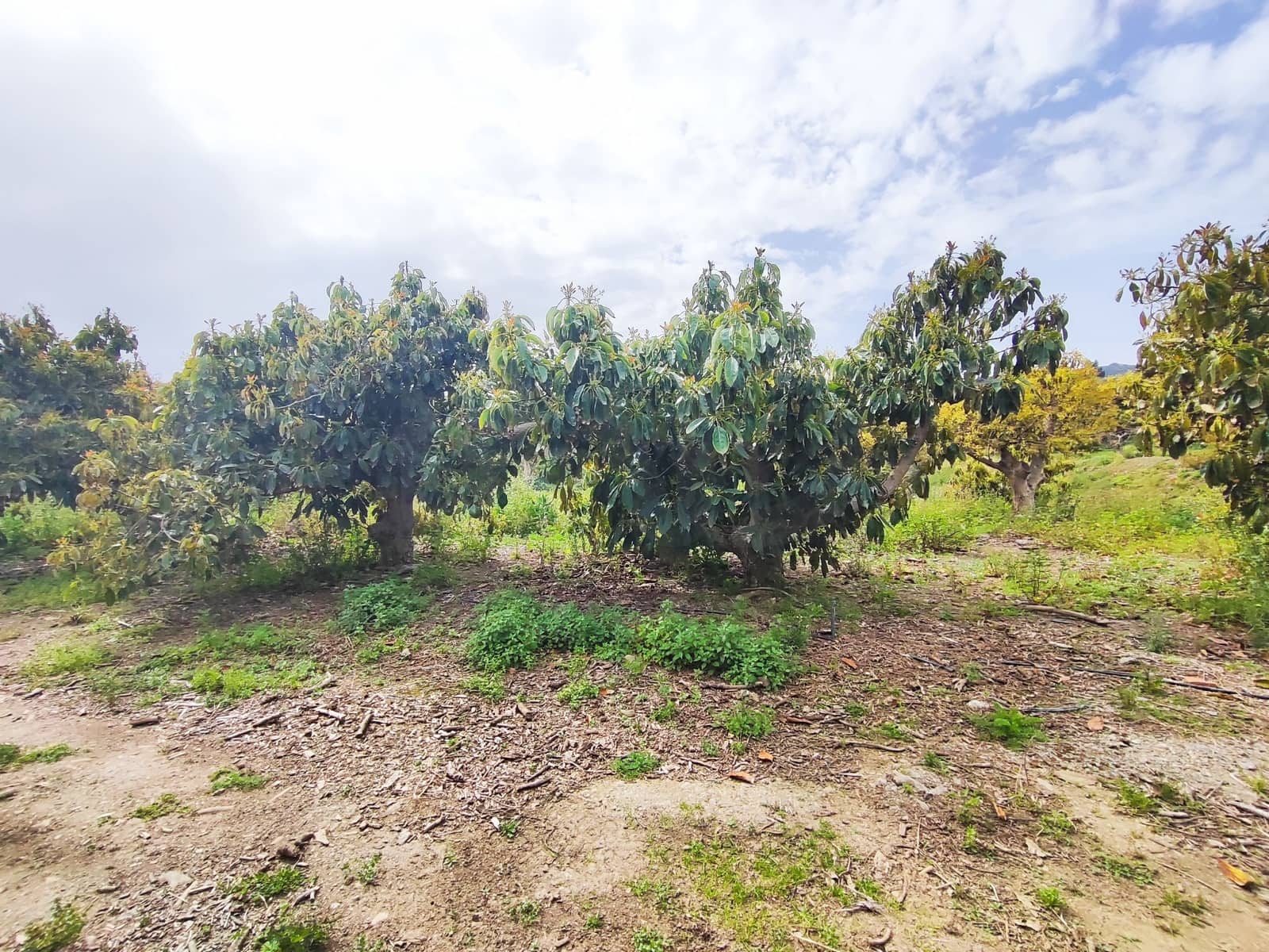 Undeveloped Land for sale in Velez-Malaga - € 550,000 (Ref: 10169363)