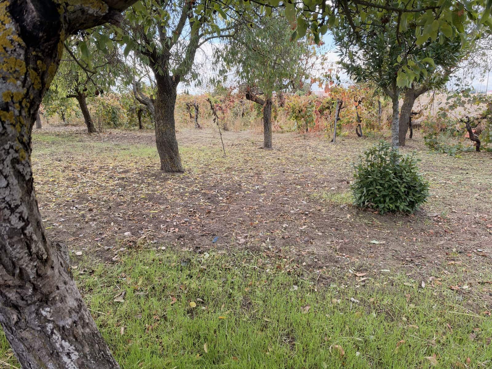 Finca/Country House for sale in Castellanos de Moriscos with pool - € 36,000 (Ref: 10173113)