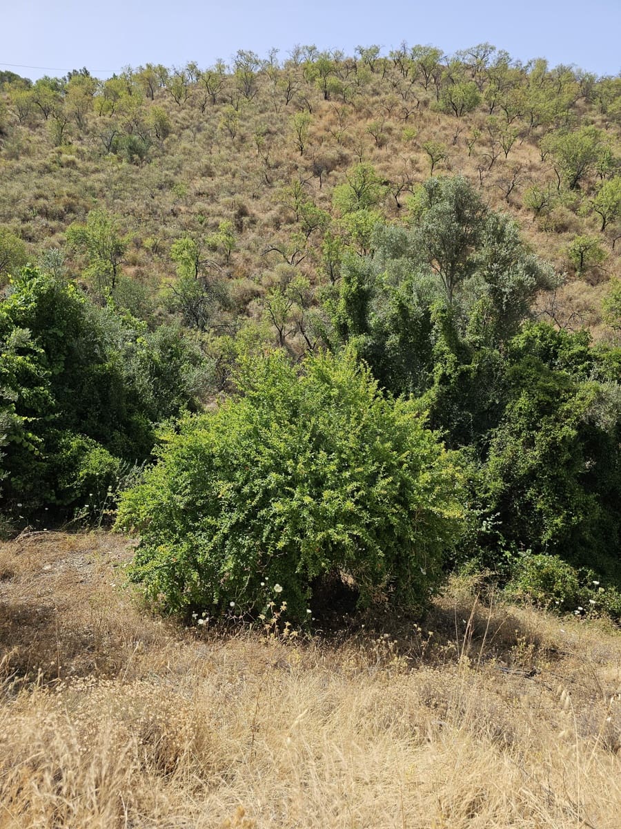 Finca/Casa Rural de 3 habitaciones en Sedella en venta con piscina garaje - 355.000 € (Ref: 9987465)