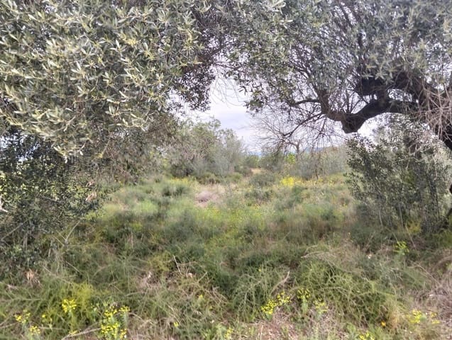 Terreno Non Edificato in vendita in Tarragona città - 15.100 € (Rif: 9987474)