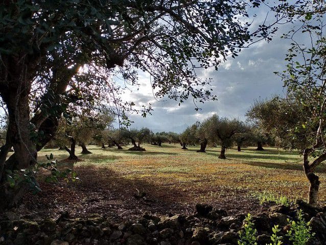 Teren niezagospodarowany na sprzedaż w Miasto Tarragona - 120 000 € (Ref: 9987587)