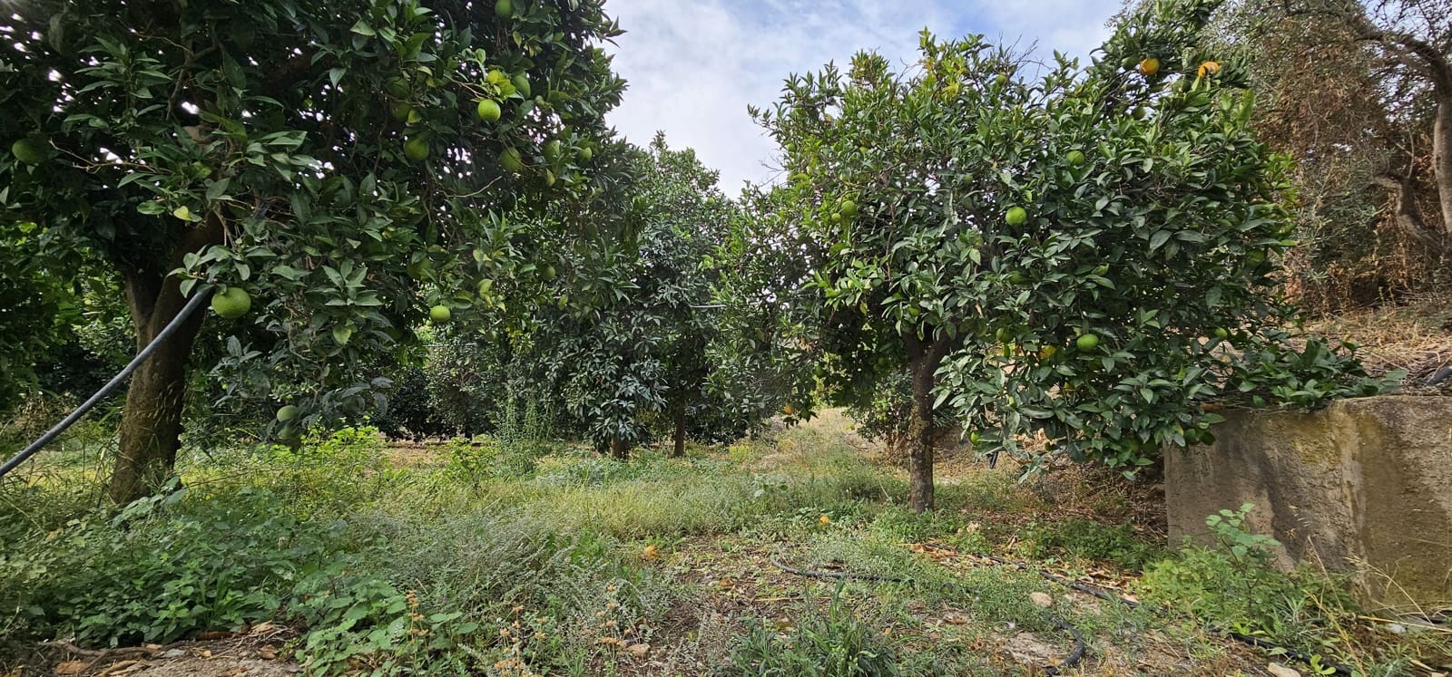 Ubebygd land til salgs i Almeria by - € 45 000 (Ref: 9987870)