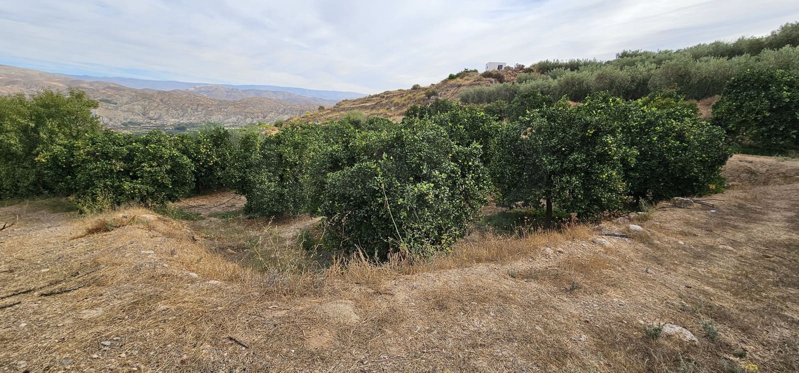 Ubebygd land til salgs i Almeria by - € 45 000 (Ref: 9987870)