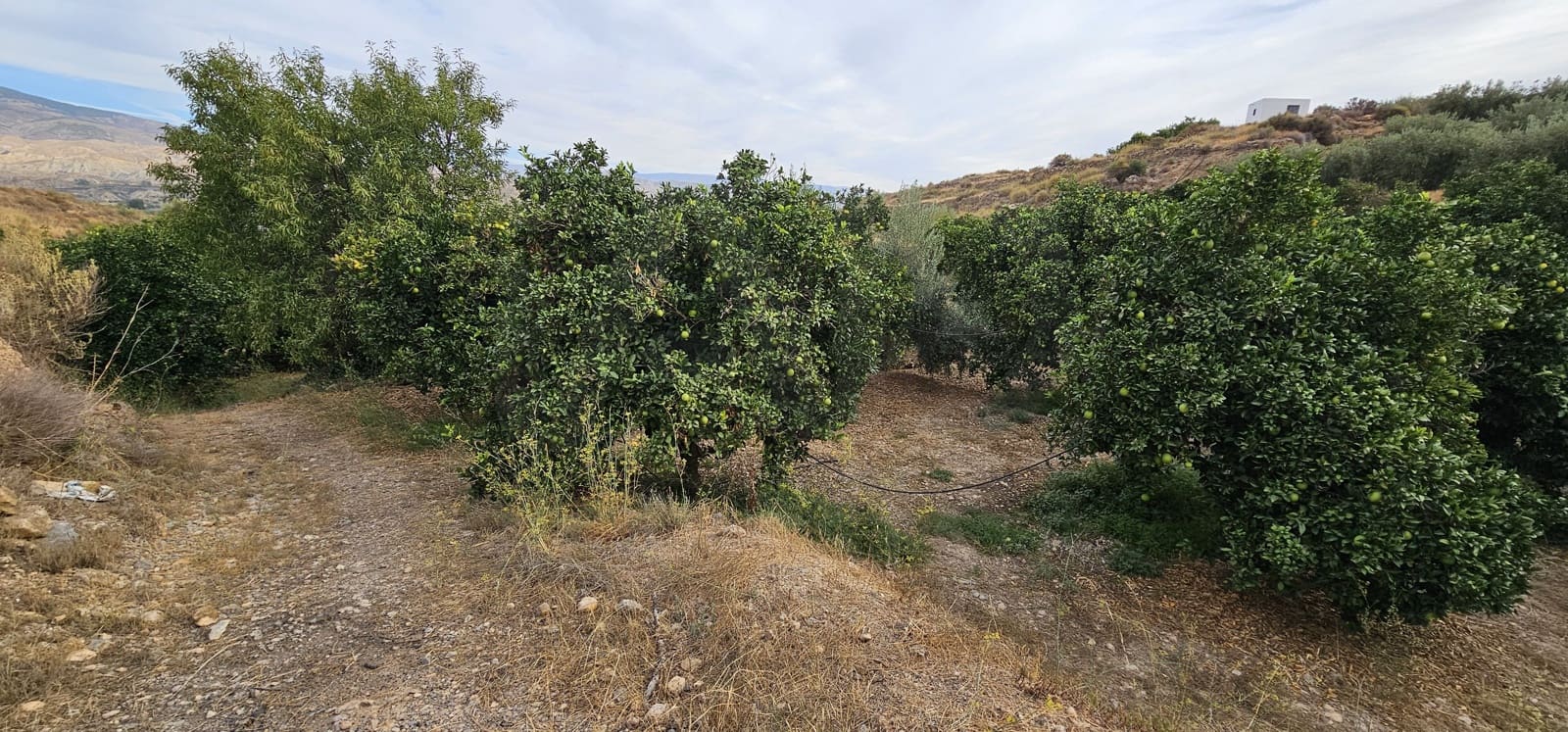 Ubebygd land til salgs i Almeria by - € 45 000 (Ref: 9987870)