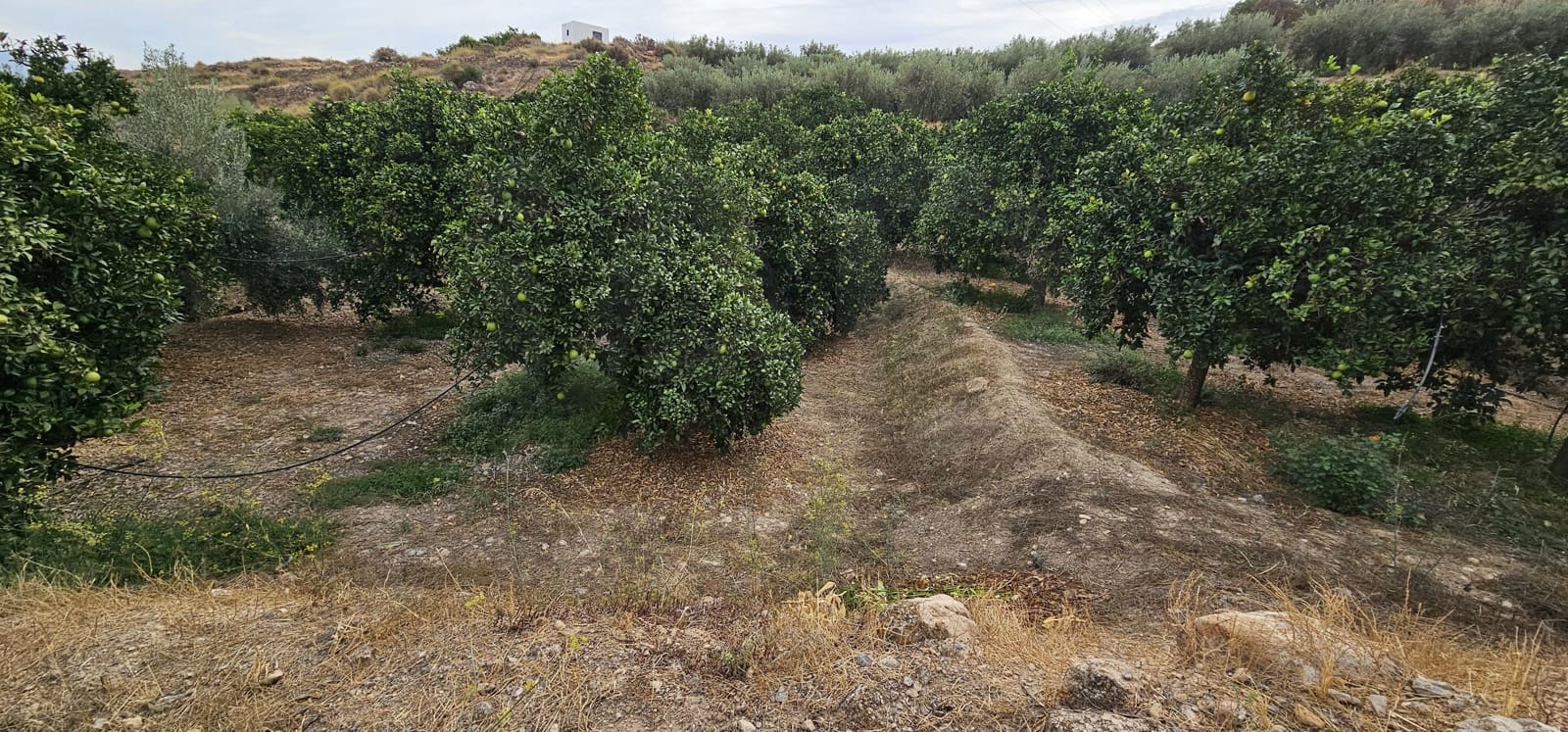 Ubebygd land til salgs i Almeria by - € 45 000 (Ref: 9987870)