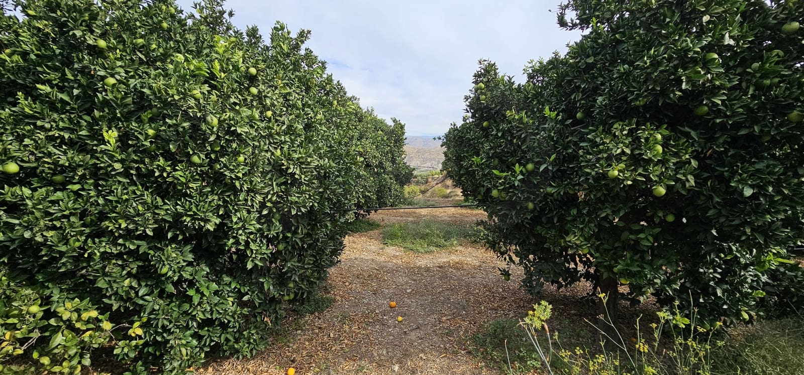 Ubebygd land til salgs i Almeria by - € 45 000 (Ref: 9987870)