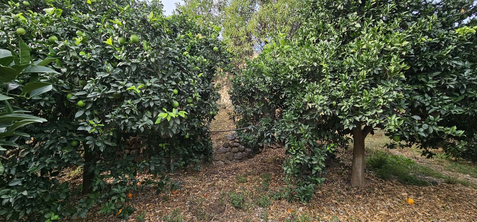 Ubebygd land til salgs i Almeria by - € 45 000 (Ref: 9987870)