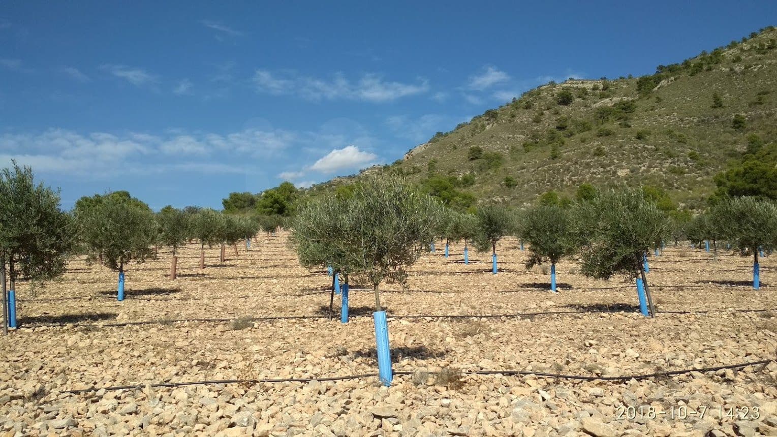 Mark till salu i Alicante stad - 53 000 € (Ref: 9987959)
