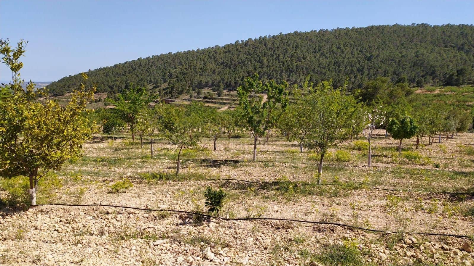 Mark till salu i Alicante stad - 53 000 € (Ref: 9987959)