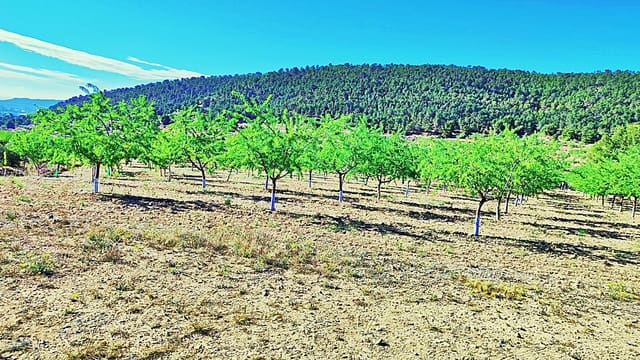 Terreno/Finca Rústica en La Romana en venta - 53.000 € (Ref: 9987959)