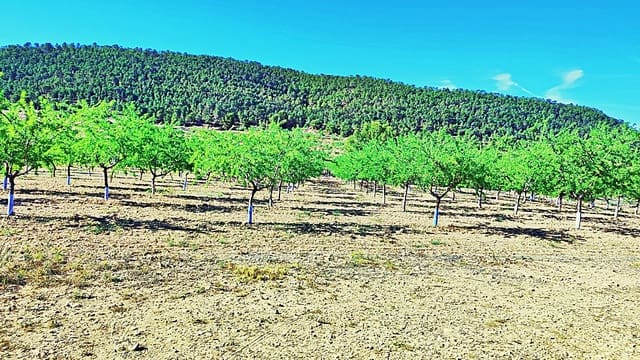 Terreno/Finca Rústica en La Romana en venta - 53.000 € (Ref: 9987959)