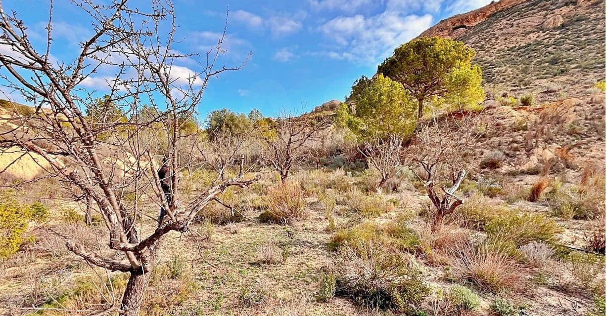 Ubebygd land til salgs i Alicante by - € 23 000 (Ref: 9987962)