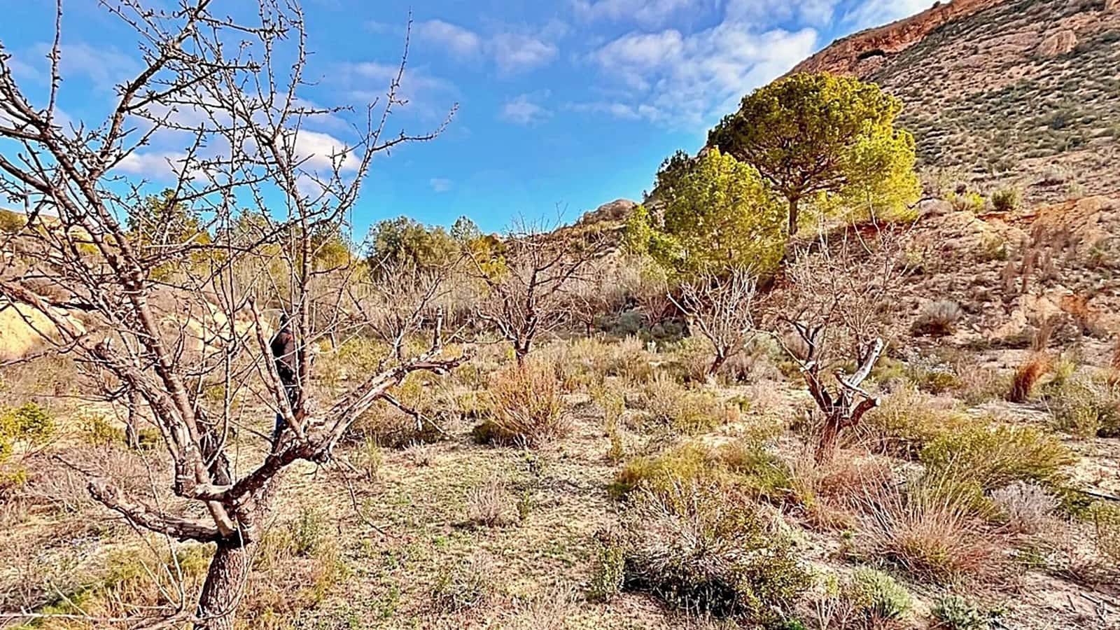 Ubebygd land til salgs i Alicante by - € 23 000 (Ref: 9987962)