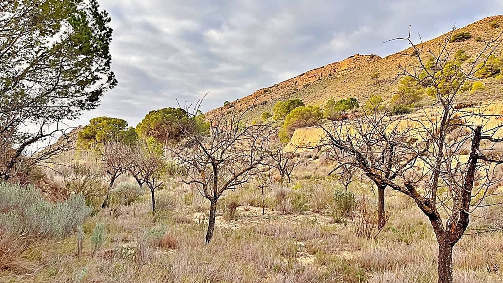 Ubebygd land til salgs i Alicante by - € 23 000 (Ref: 9987962)