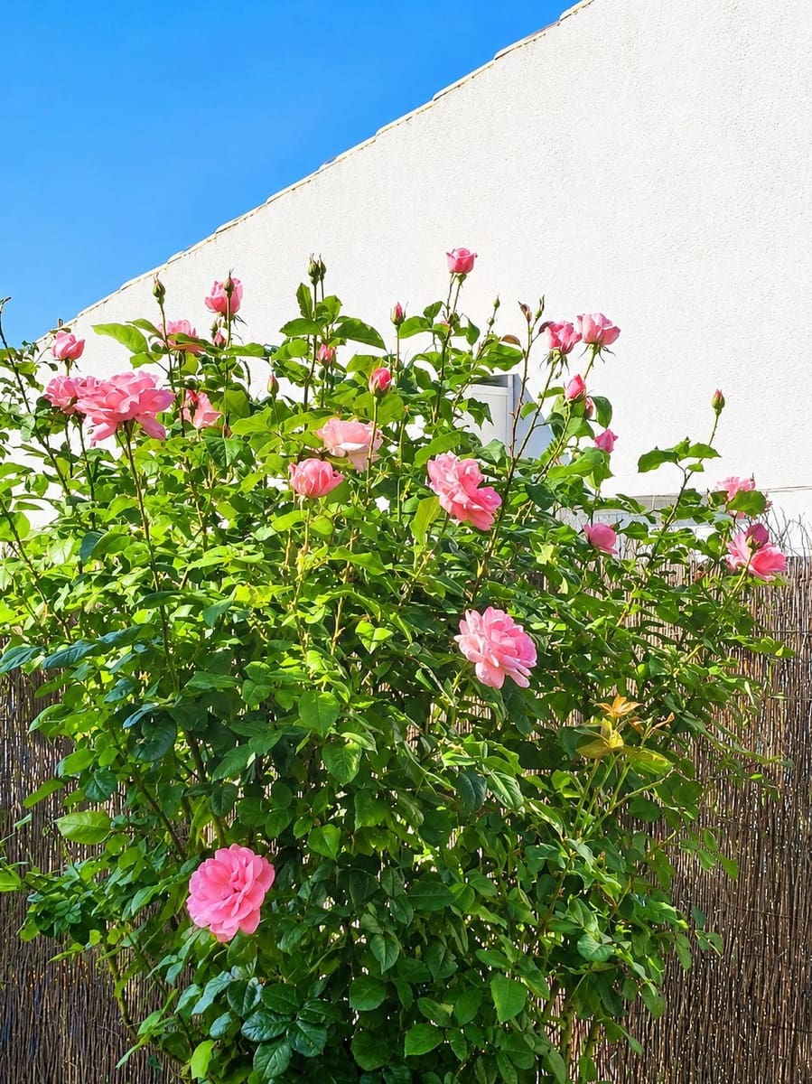 3 soveværelse Finca/Landehus til salg i Calasparra med swimmingpool - € 260.000 (Ref: 9988048)