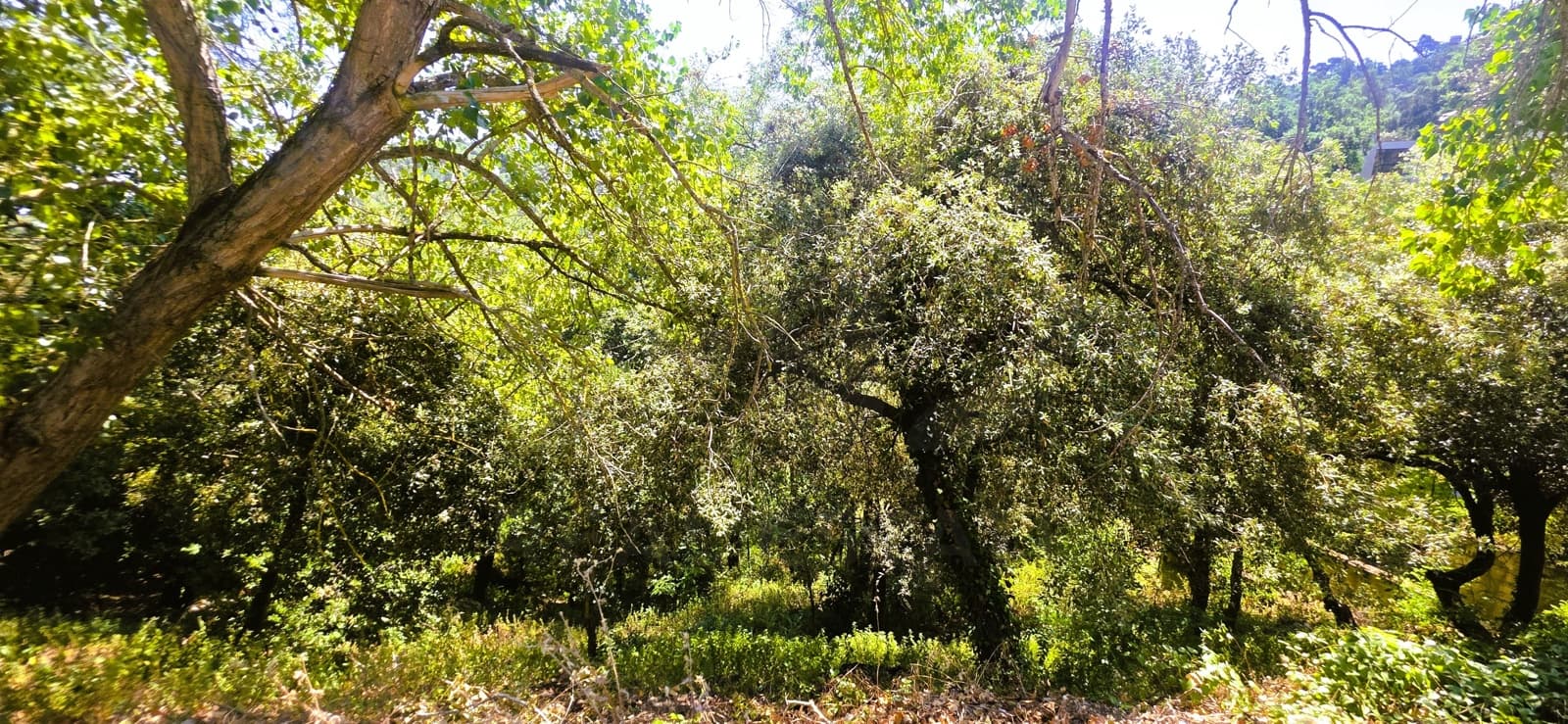 Building Plot for sale in Barcelona city - € 230,000 (Ref: 9988077)