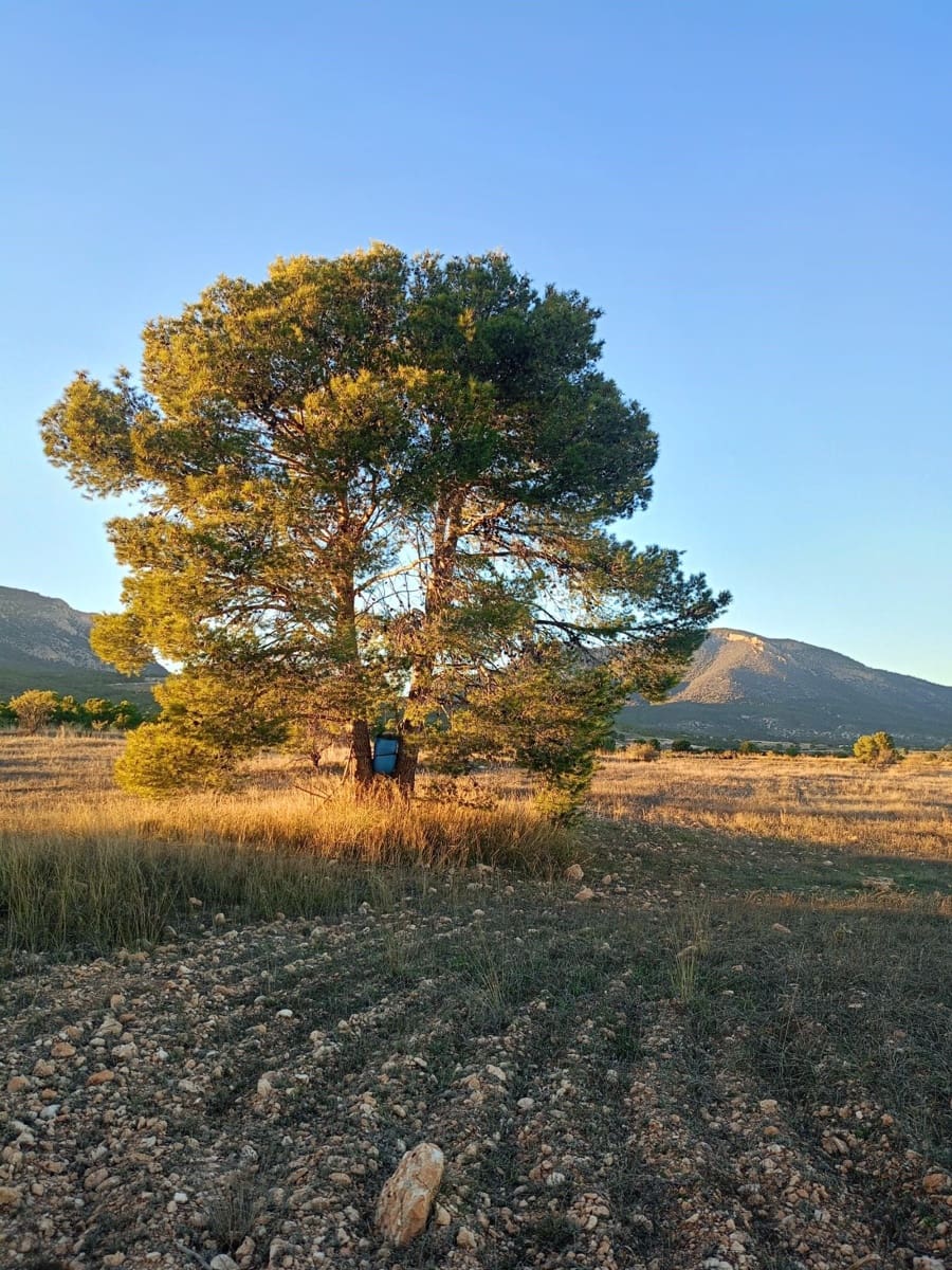 Grond te koop in Lorca - € 63.000 (Ref: 9988611)
