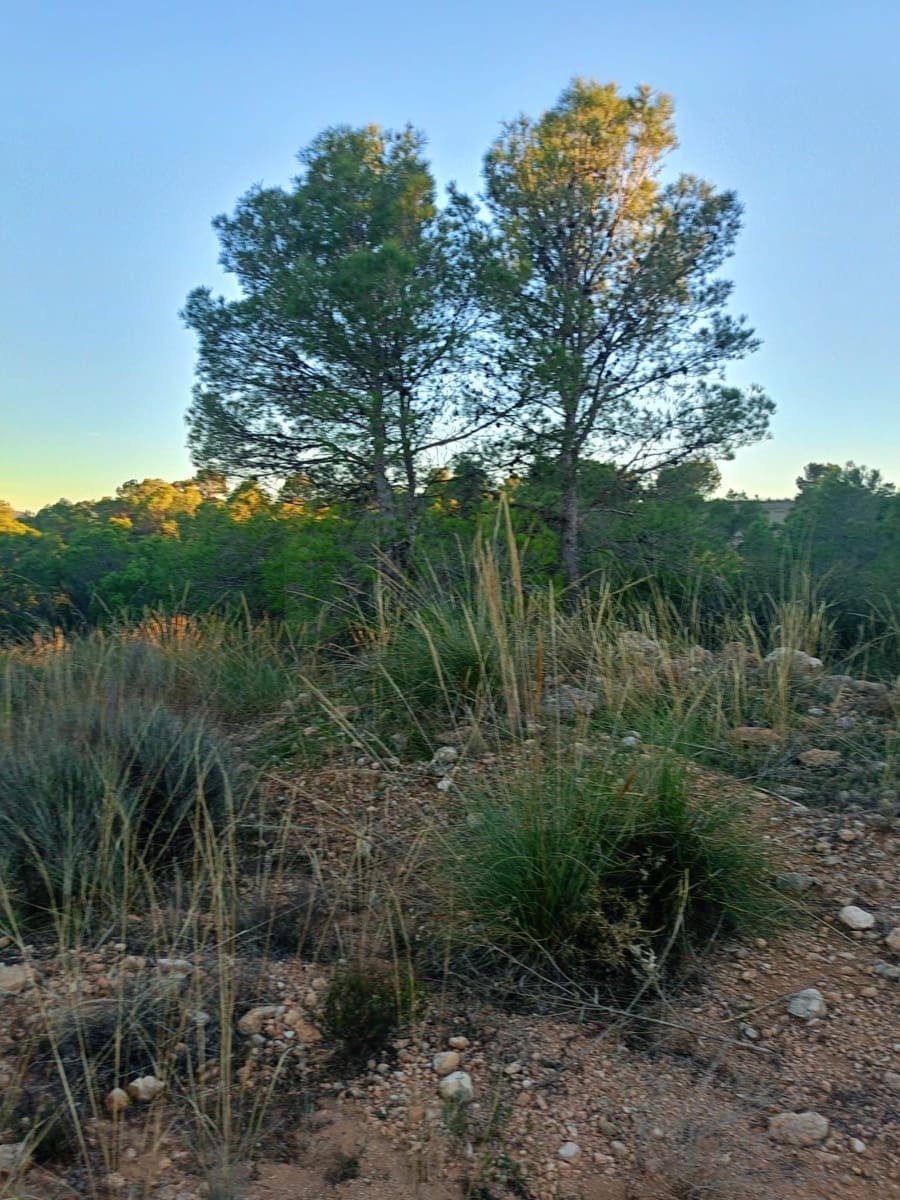 Grond te koop in Lorca - € 63.000 (Ref: 9988611)