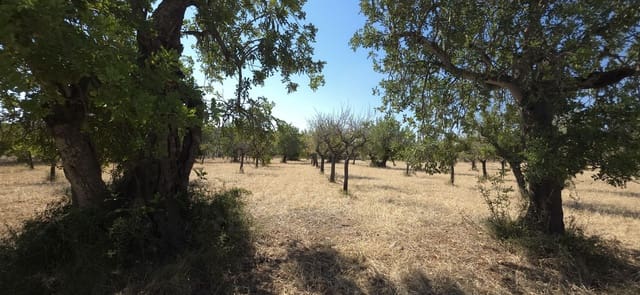 Ubebygd land til salgs i Selva - € 490 000 (Ref: 9988714)