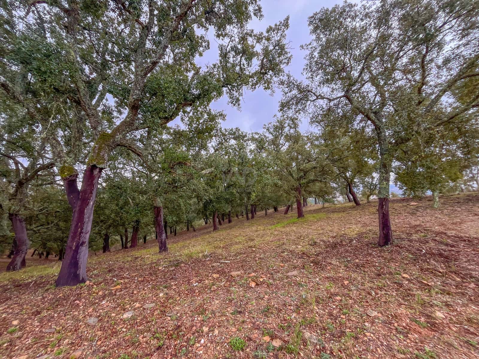 Mark till salu i Huelva stad - 43 000 € (Ref: 9988740)