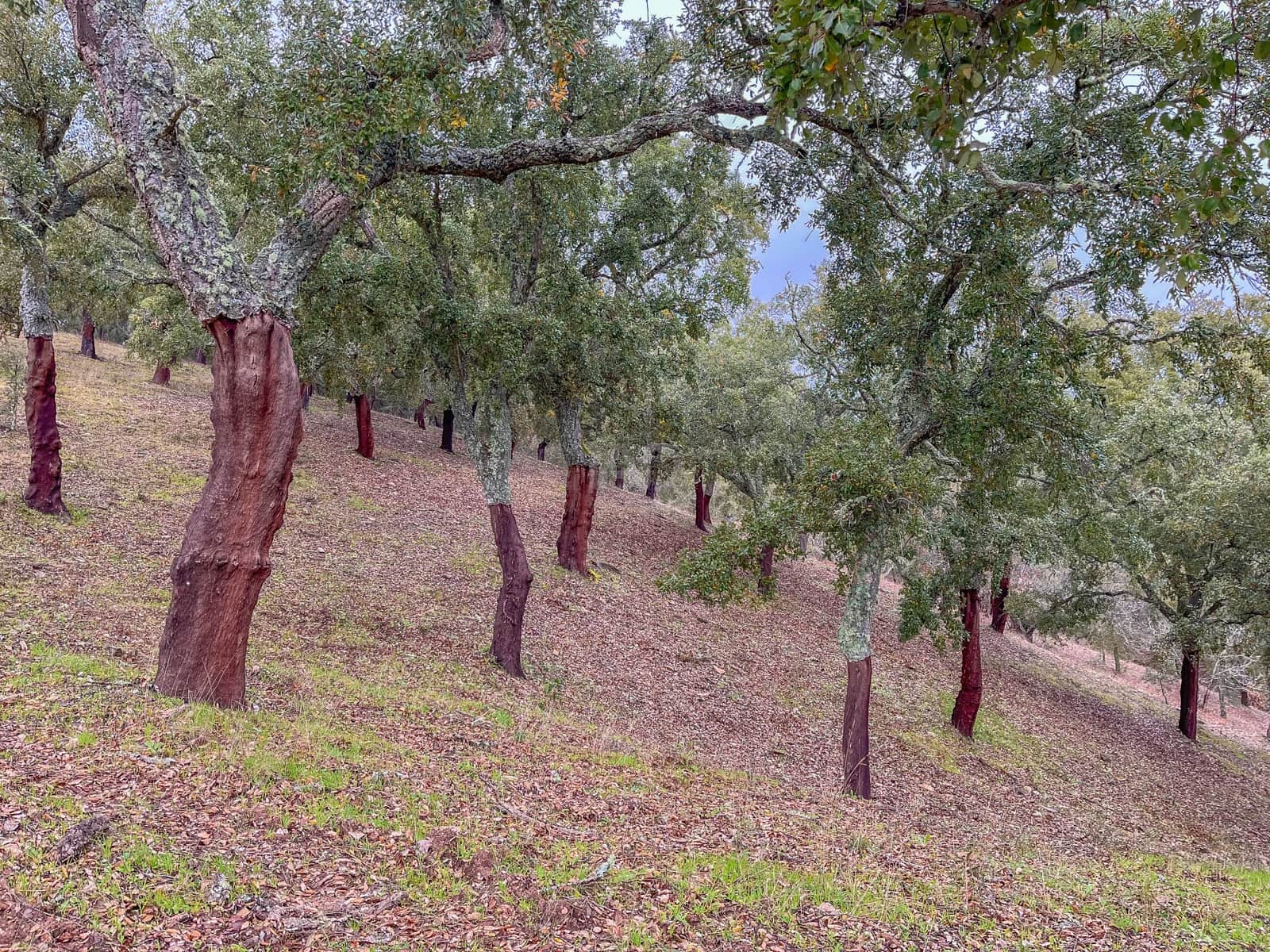 Mark till salu i Huelva stad - 43 000 € (Ref: 9988740)