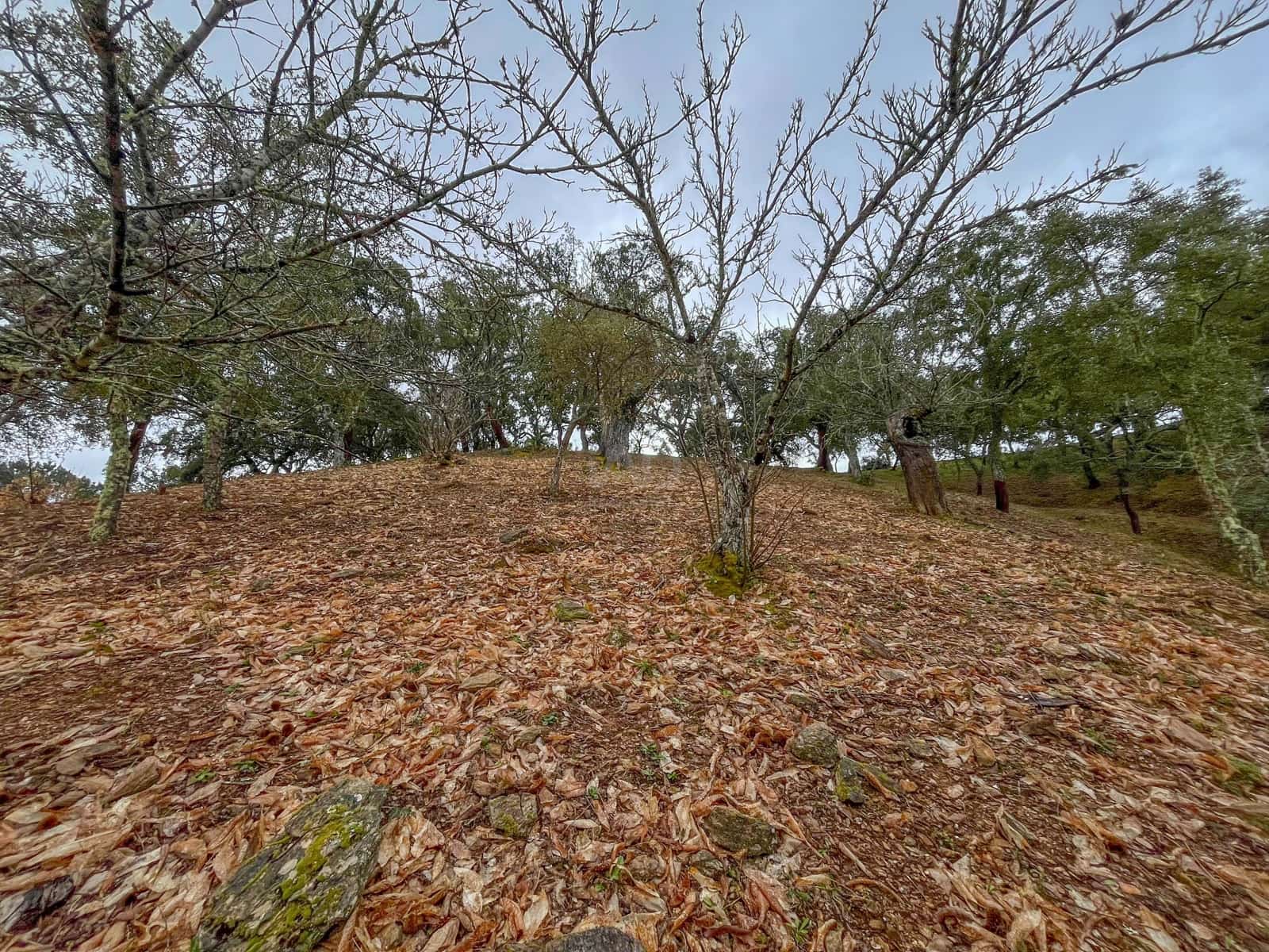 Mark till salu i Huelva stad - 43 000 € (Ref: 9988740)
