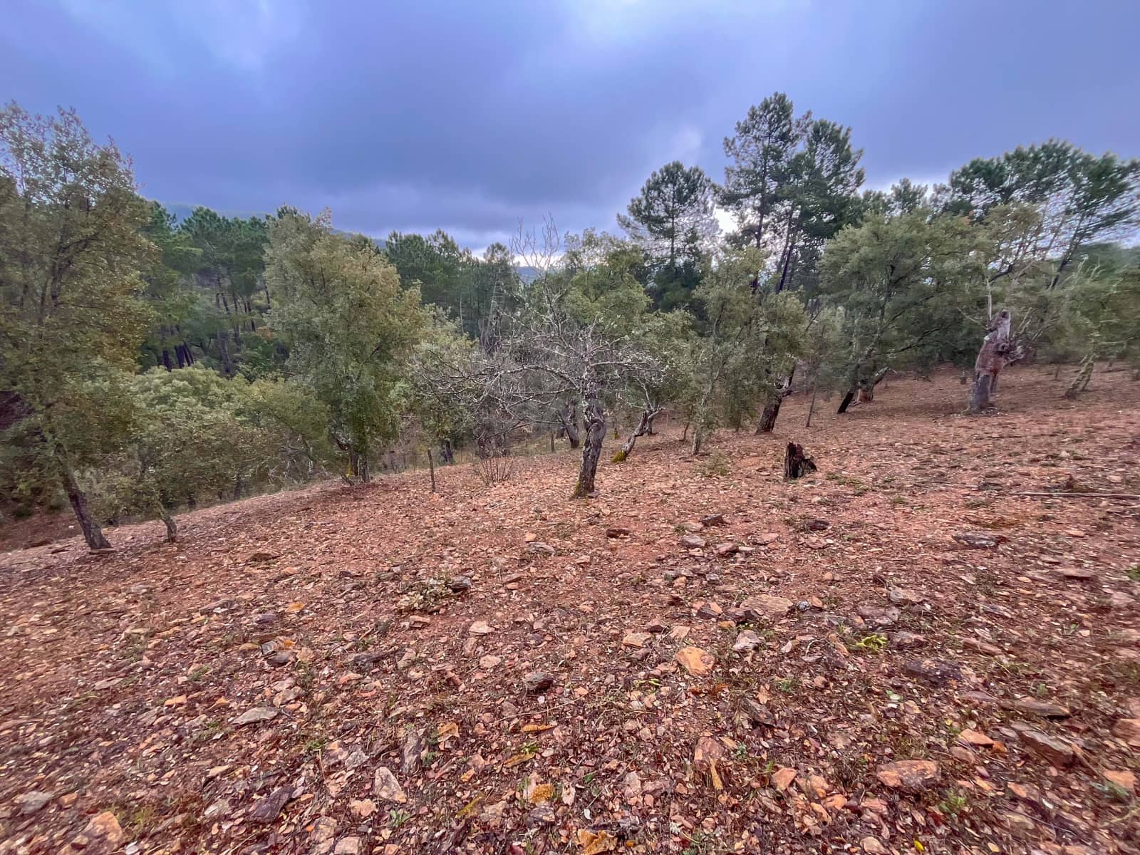 Mark till salu i Huelva stad - 43 000 € (Ref: 9988740)