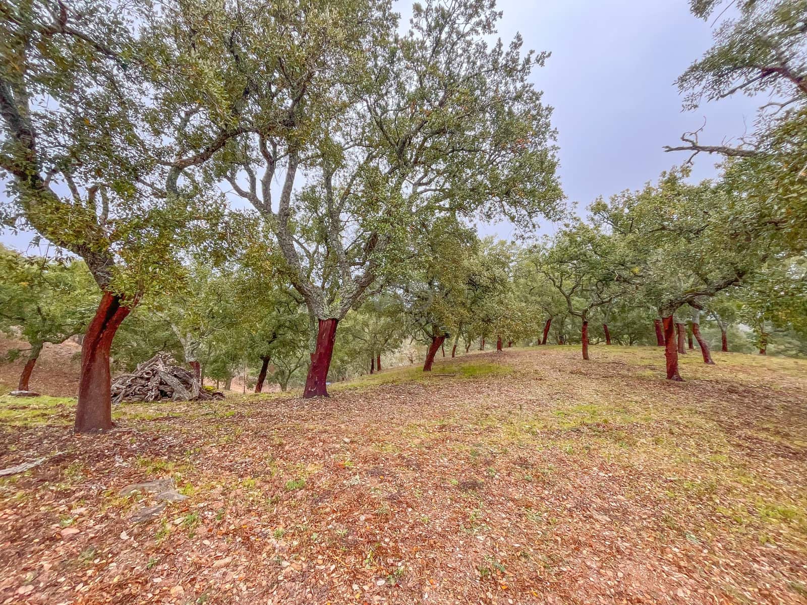 Mark till salu i Huelva stad - 43 000 € (Ref: 9988740)