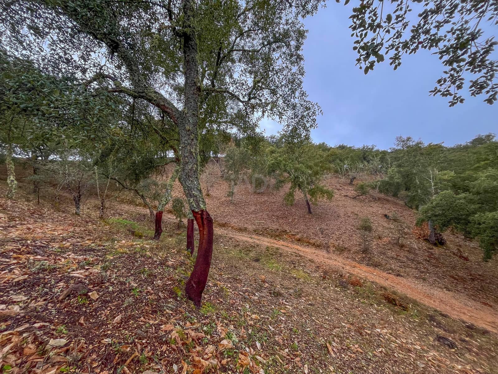 Mark till salu i Huelva stad - 43 000 € (Ref: 9988740)