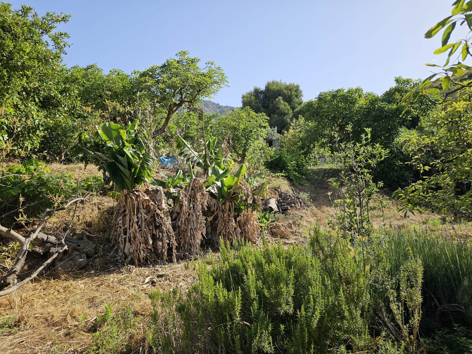 1 bedroom Finca/Country House for sale in Almunecar - € 560,000 (Ref: 9988741)