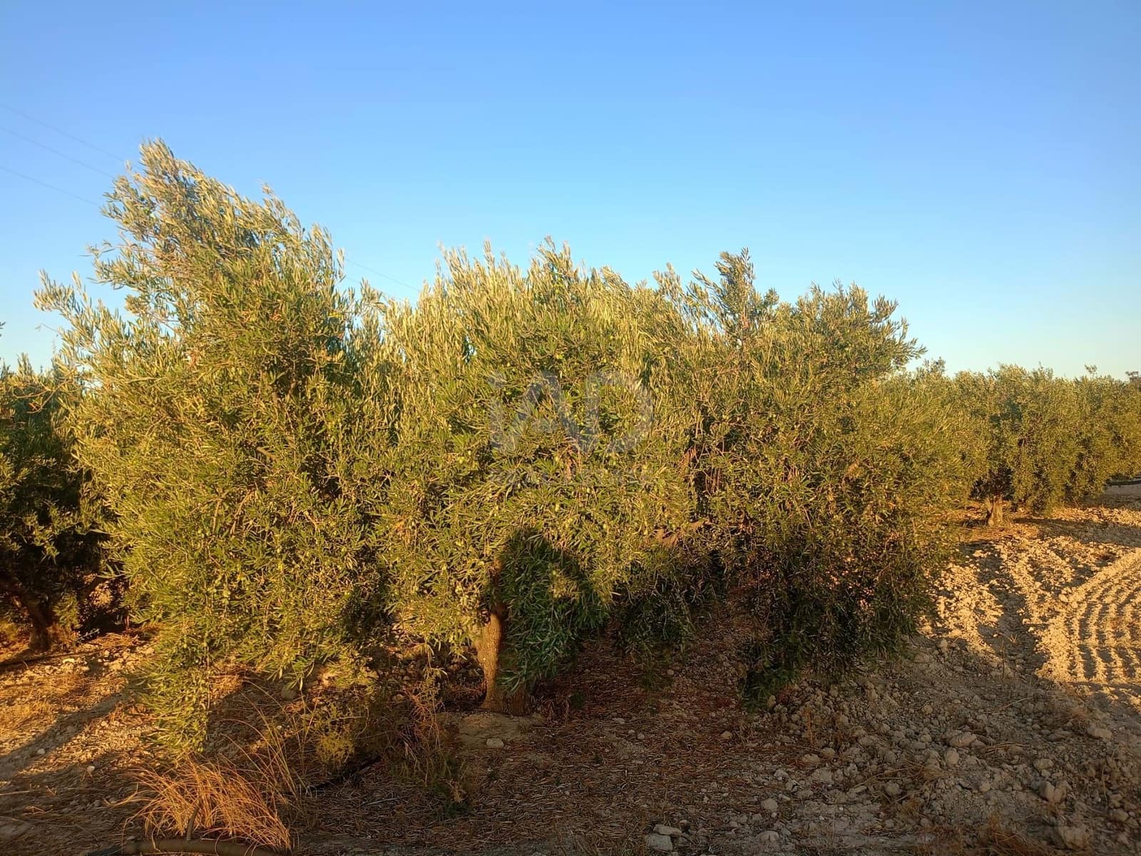 Grond te koop in Lorca - € 66.000 (Ref: 9988755)