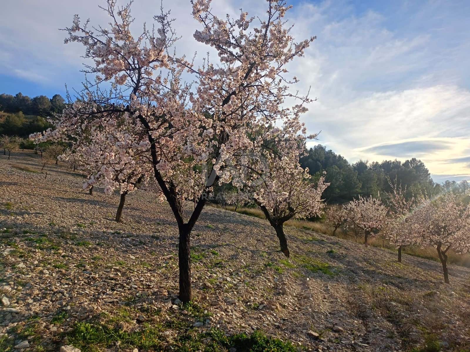 3 Zimmer Finca/Landgut zu verkaufen in Lorca - 72.000 € (Ref: 9988757)