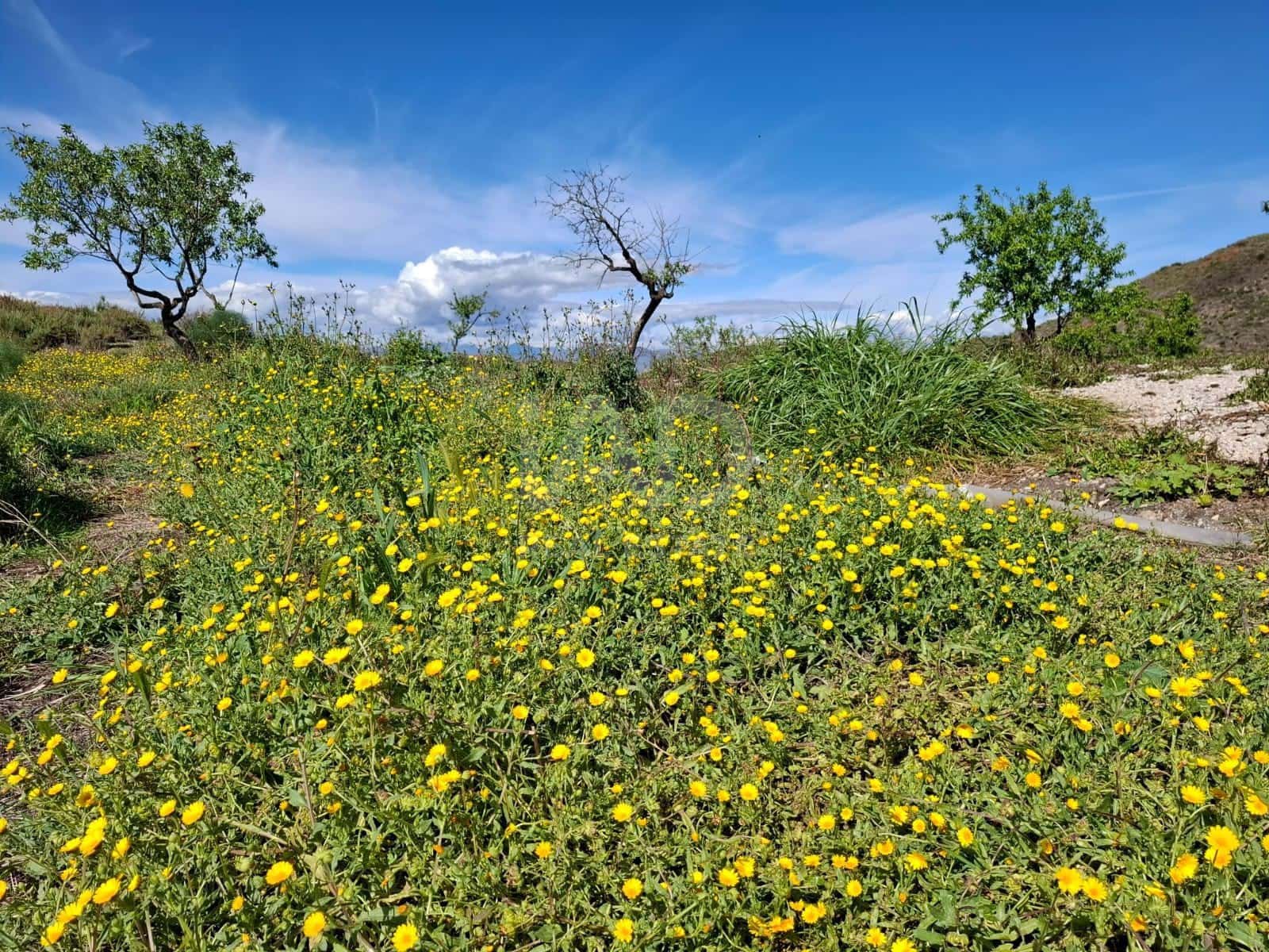 2 Zimmer Finca/Landgut zu verkaufen in Lorca - 76.500 € (Ref: 9988769)