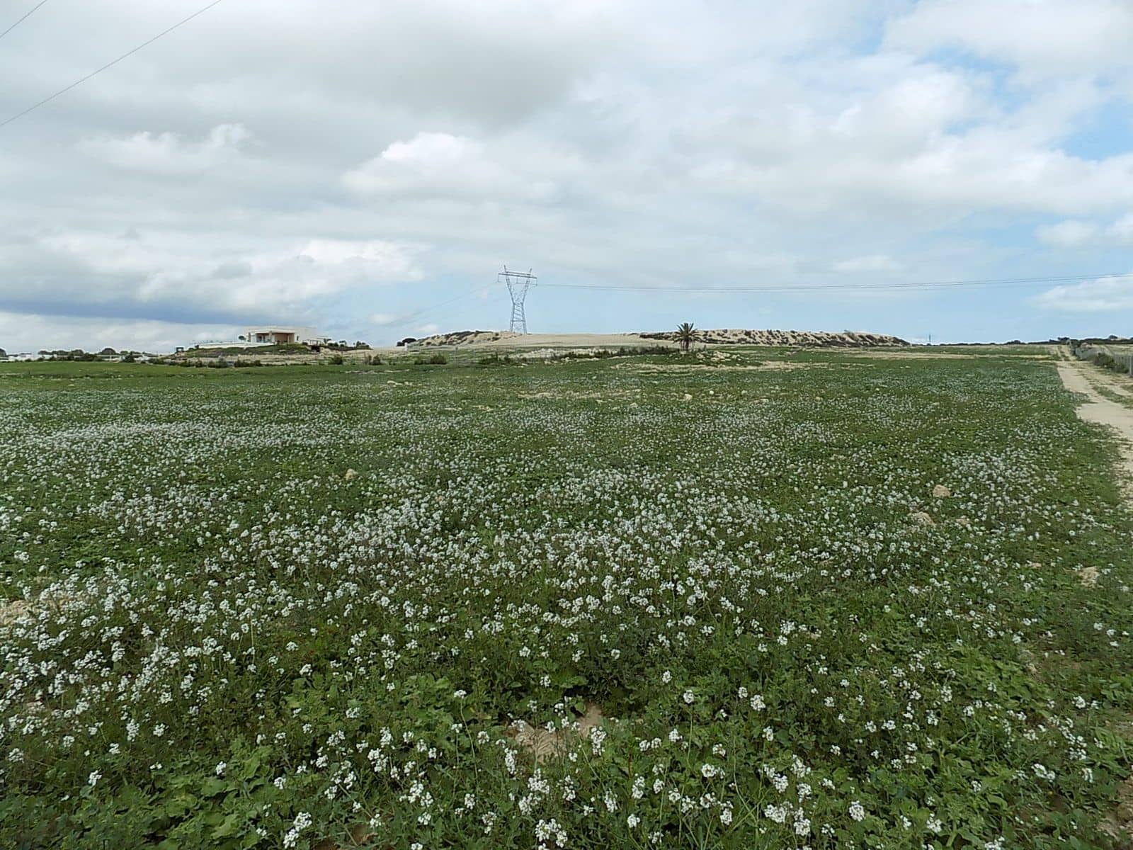Terreno/Finca Rústica en La Marina en venta - 129.000 € (Ref: 9988803)