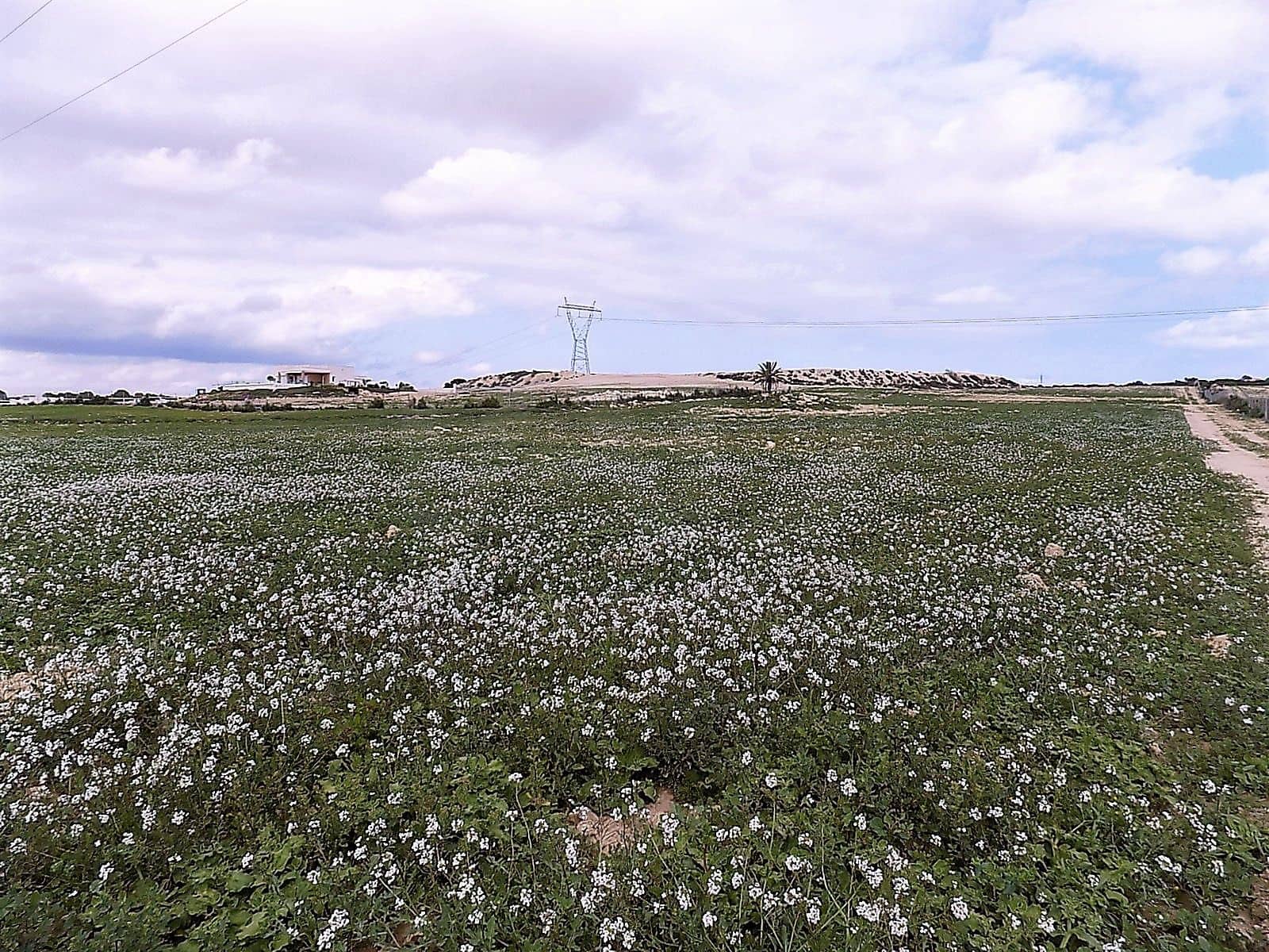 Terreno/Finca Rústica en La Marina en venta - 129.000 € (Ref: 9988803)