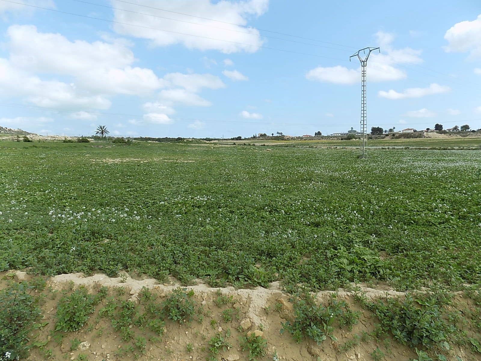 Terreno/Finca Rústica en La Marina en venta - 129.000 € (Ref: 9988803)