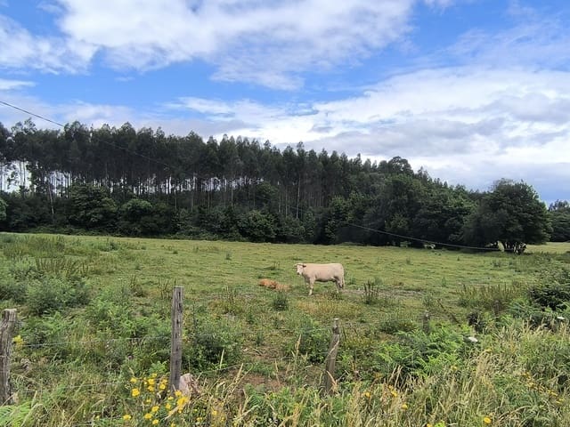 Finca/Herregård til salgs i Valdoviño - € 180 000 (Ref: 9988852)