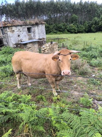 Finca/Herregård til salgs i Valdoviño - € 180 000 (Ref: 9988852)