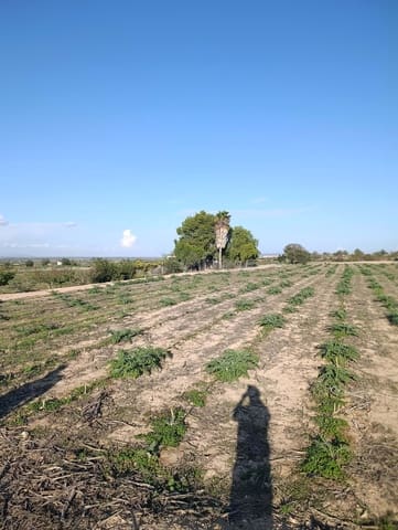 Terreno/Finca Rústica en La Hoya, Elche / Elx en venta - 149.000 € (Ref: 9988936)