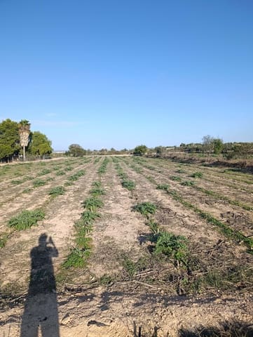 Terreno/Finca Rústica en La Hoya, Elche / Elx en venta - 149.000 € (Ref: 9988936)