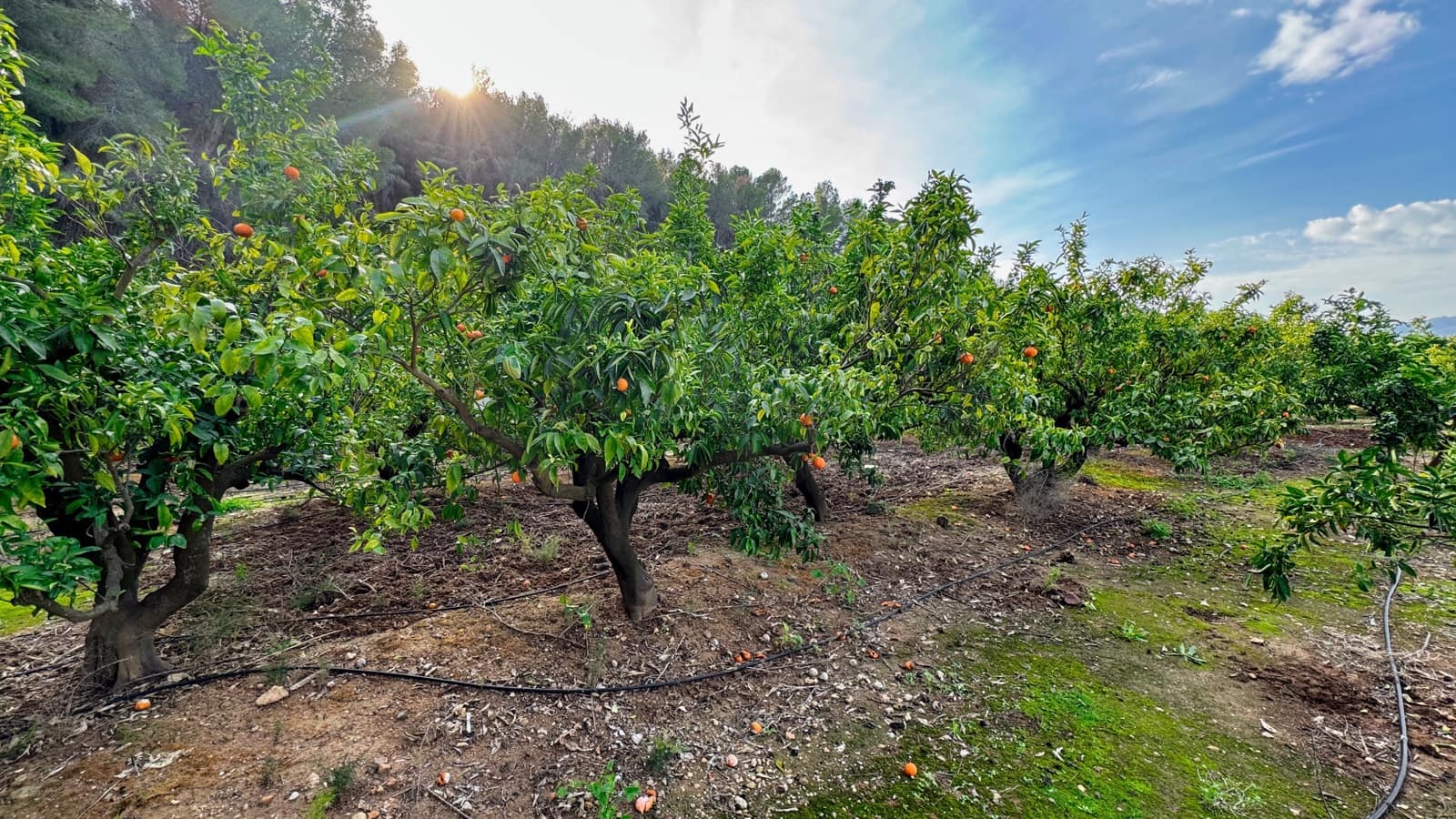 2 Zimmer Finca/Landgut zu verkaufen in Alicante / Alacant Stadt - 175.000 € (Ref: 9988968)