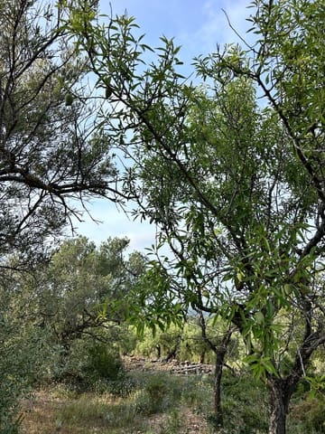 Ubebygd land til salgs i Tarragona by - € 85 000 (Ref: 9988992)