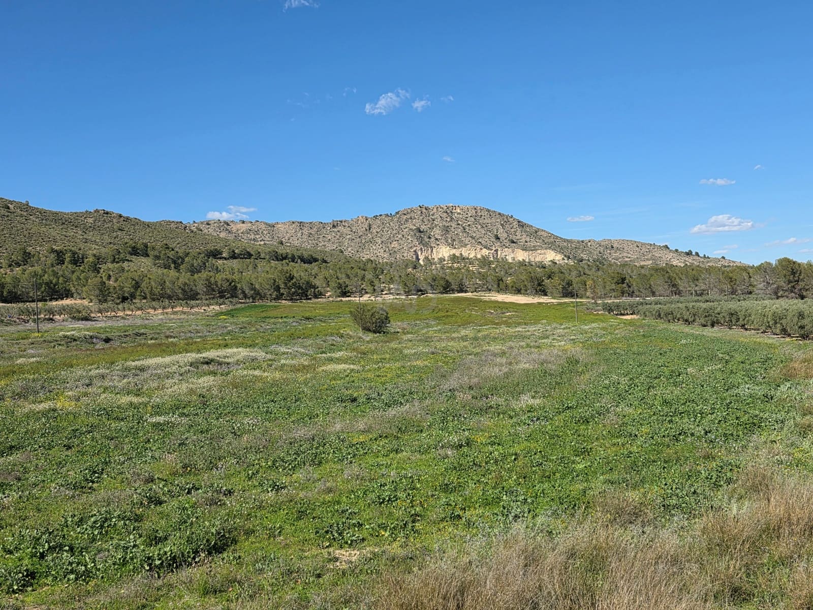 Terreno Non Edificato in vendita in Calasparra - 190.000 € (Rif: 9989026)