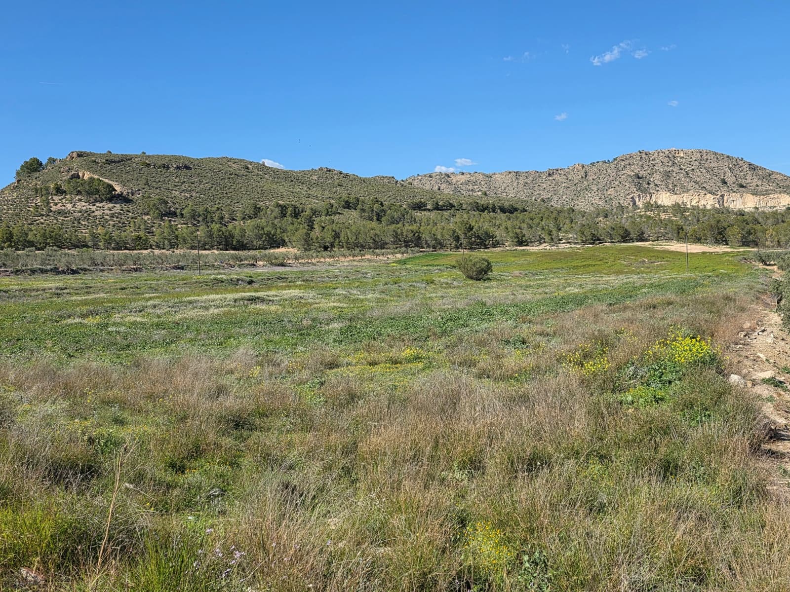Terreno Non Edificato in vendita in Calasparra - 190.000 € (Rif: 9989026)