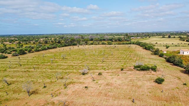 Terreno Não Urbanizado para venda em Llucmajor - 450 000 € (Ref: 9989095)