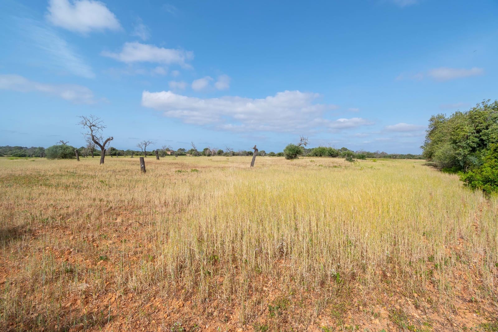 Terreno Não Urbanizado para venda em Llucmajor - 450 000 € (Ref: 9989095)